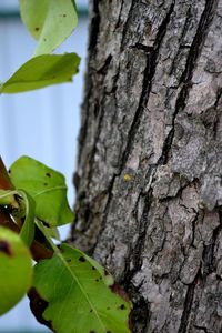 Close-up of tree trunk