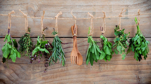 Plants growing against wall