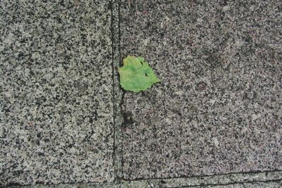 High angle view of ivy on leaf