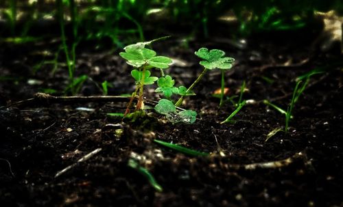 Small plant growing on field