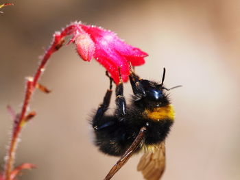 Close-up of bee pollinating on flower