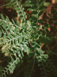 Close-up of fern leaves