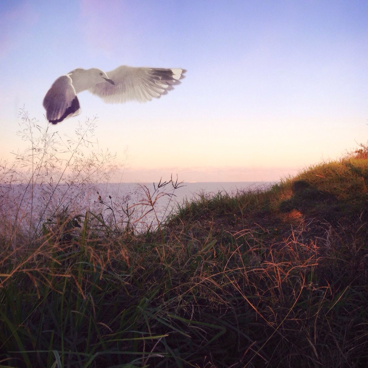 bird, animal themes, animals in the wild, wildlife, water, one animal, flying, clear sky, nature, tranquil scene, tranquility, beauty in nature, sea, scenics, plant, sky, spread wings, copy space, horizon over water, grass