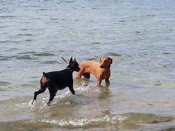 Dog running on beach