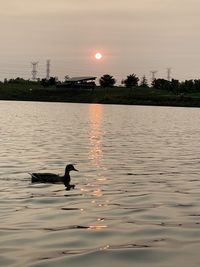 Ducks swimming in lake at sunset