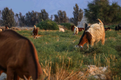 Cows grazing in a field