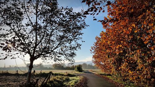 Road amidst trees against sky during autumn