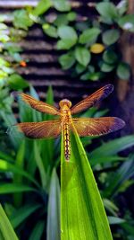 Close-up of dragonfly on plant