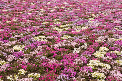 High angle view of pink flowering plants on field