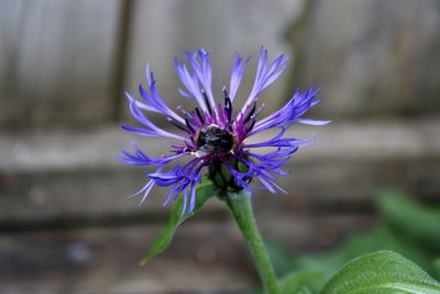 Close-up of insect on purple flower