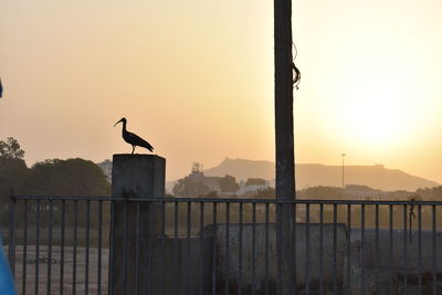 Silhouette of birds perching