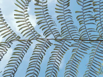 Full frame shot of plant against sky