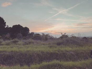 Scenic view of field against sky during sunset