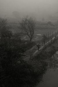 View of bare trees on landscape