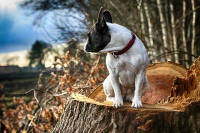 French bulldog looking away while sitting on tree stump