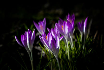 Close-up of purple crocus flowers on field