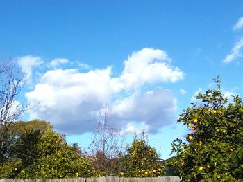 Low angle view of trees against blue sky