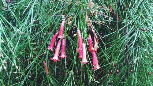 Close-up of pink flowers