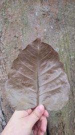 Close-up of hand holding dry leaves