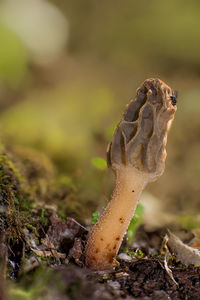 Close-up of morel mushroom 