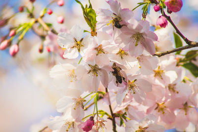 Close-up of pink cherry blossoms in spring