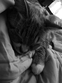 Close-up of cat sleeping on bed