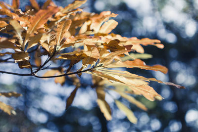 Close-up of leaves on branch