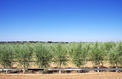 Scenic view of olive tree plantation against clear blue sky