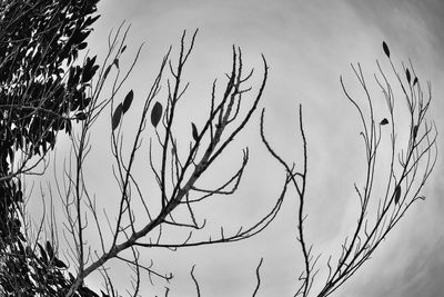 Low angle view of silhouette bare tree against sky