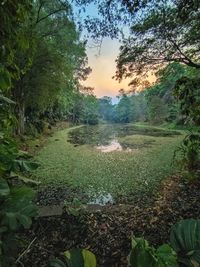 Scenic view of forest against sky during sunset