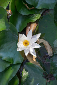 High angle view of lotus water lily on leaves