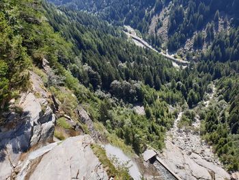 High angle view of trees on mountain