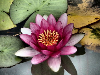 Close-up of pink flower