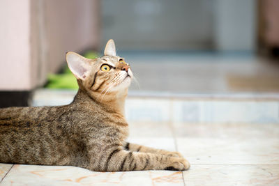 Close-up of cat looking away