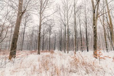 Bare trees in forest during winter