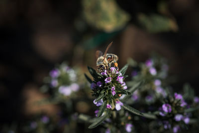 Close-up of bumblebee on purple flower