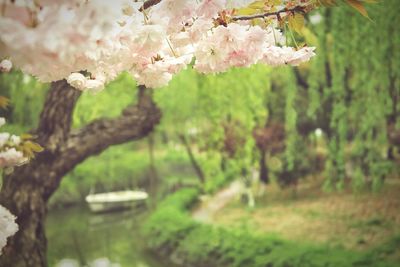 Close up of flowers blooming on tree
