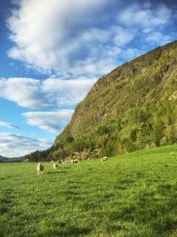 Cows grazing on field against sky