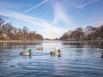 Ducks swimming in lake