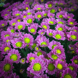 Close-up of purple flowers blooming outdoors