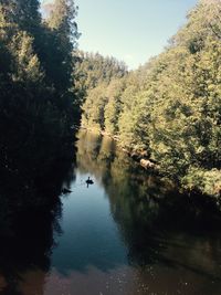 Scenic view of lake in forest