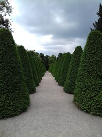 Footpath amidst plants in garden against sky