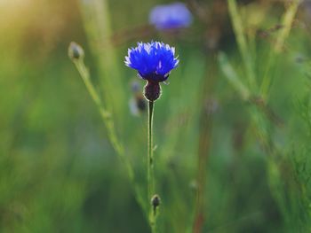 Close-up of purple flowers