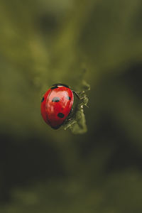 Close-up of ladybug on leaf