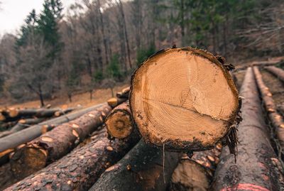 Close-up of logs in forest