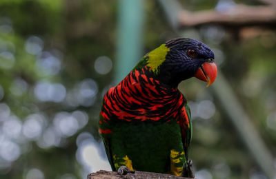 Close-up of rainbow lorikeet perching on branch