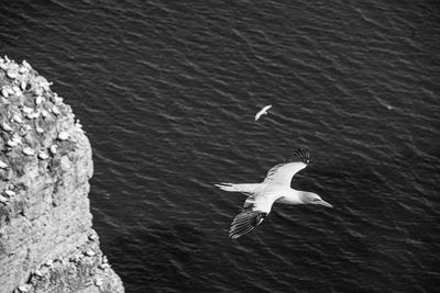 Close up of flying gliding large white sea-bird gannet with a huge wingspan over blue sky and ocean
