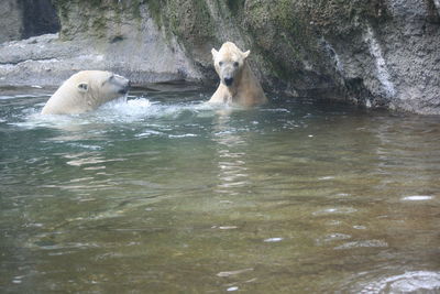 View of ducks swimming in water