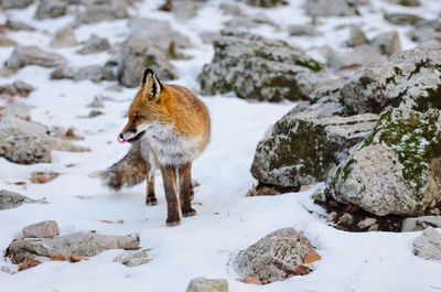 High angle view of animal on snow covered land