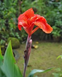 Close-up of red flower blooming in field